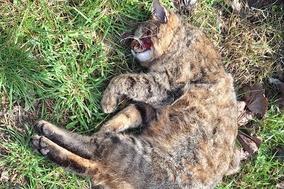 toter gestreifter Kater im Gras.