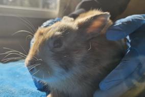 rot-weißes Kaninchen