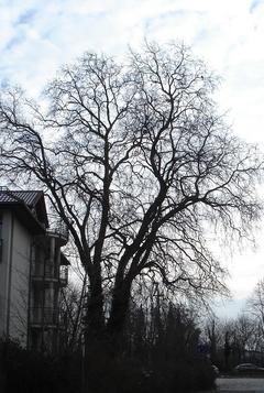 Naturdenkmal 37: Platane (Platanus x hispanica) Krakauer Straße