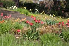 Blumenpracht auf dem Marienberg