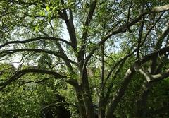Naturdenkmal 14: Platane (Platanus x hispanica) auf der Grabenstraße Kita Haus „Sonnenwinkel“ (PRIVAT, NICHT ZUGÄNGLICH von Seitenstraße einsehbar)