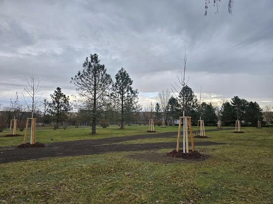 Baumpflanzungen auf dem Hauptfriedhof Görden