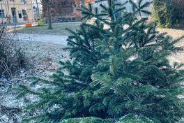 Ein Weihnachtsbaum steht am Straßenrand zur Abholung bereit