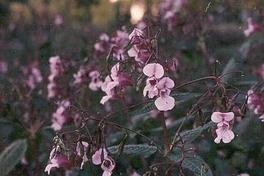 Indisches Springkraut breitet sich im Stadtgebiet aus