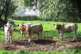 Landwirtschaft