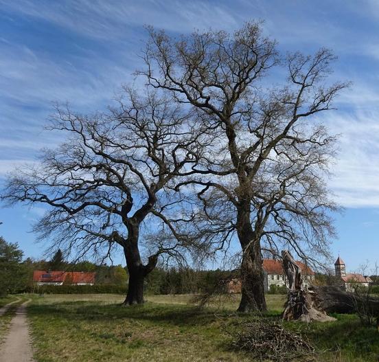 Naturdenkmal 40: 2 Eichen am Mahlenzien (Westrand, ursprgl. 3 Eichen – ein Baum auseinandergebrochen/ umgestürzt (07.10.2017))