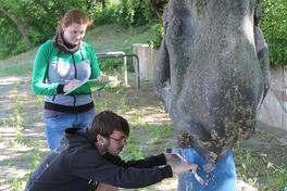 „Rangelnde Panther“ – Restaurierungsprojekt mit der Fachhochschule Potsdam hat begonnen