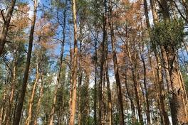 Schäden im Stadtwald