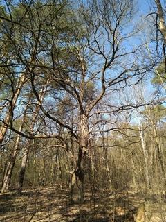 Naturdenkmal 34: Esskastanie (Castanea sativa)