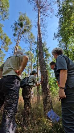 Kahle Bäume und viele Misteln sind Indikatoren für einen Schädlingsbefall.