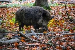 Wildschweine auf dem Quenz