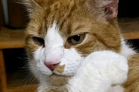 rotweißer Kater hebt die Hand.