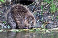 Quelle NABU Brandenburg, Herr Wolfgang Ewert