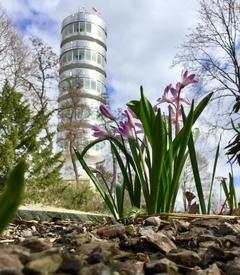 Blume vor Friedenswarte auf dem Marienberg