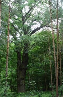 Naturdenkmal 8: Eiche am Plauer Weg nahe Bohnenländer See