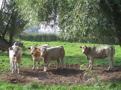 Landwirtschaft Kühe auf einer Wiese