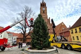 Der Weihnachtsbaum auf dem Altstädtischen Markt ist aufgestellt.