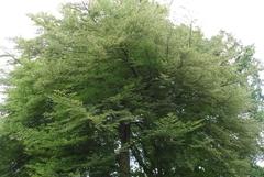 Naturdenkmal 22: Schlitzblättrige Buche (Fagus sylvatica "Laciniata") auf Havelstraße (PRIVAT, nicht zugänglich)