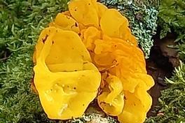 gelber Pilz auf bemoostem Ast