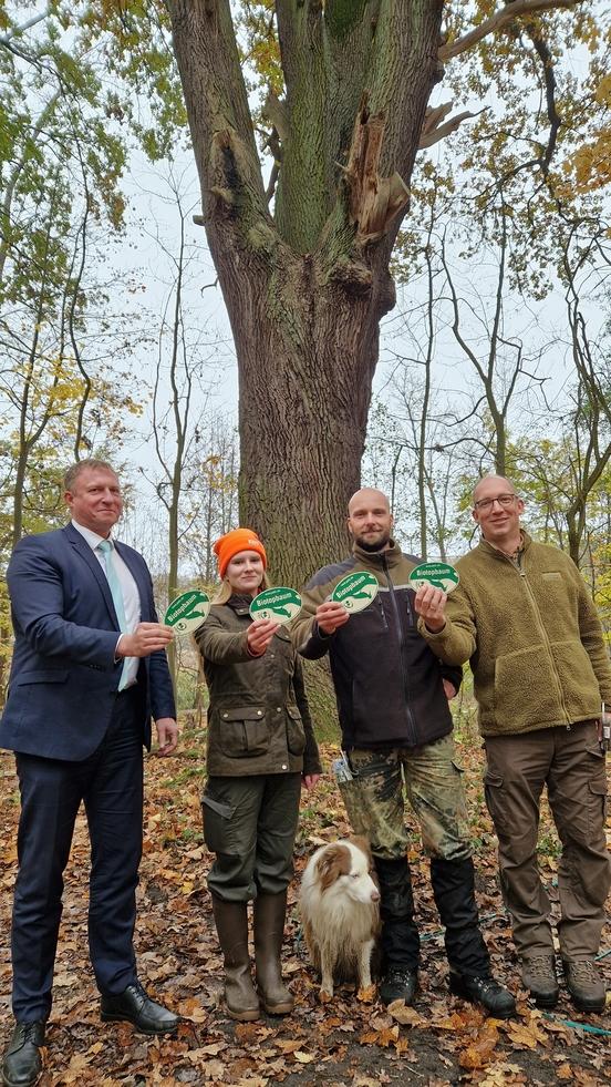 Eine mehr als 300 Jahre alte Eiche bekommt eine der 2.000 "Biotopbaum"-Plakette.