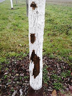 Ein vom Blausieb befallener Stamm.