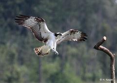 Fischadler, Foto: H. Kasper