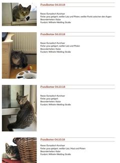 Ansicht der Fundtier-Liste am Beispiel von Fundkatzen