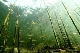 12. Ökofilmtour – Brandenburger Festival des Umwelt- und Naturfilms 2017 im Krugpark