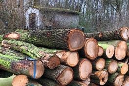 Brennholz aus dem Stadtwald zum selbst Spalten