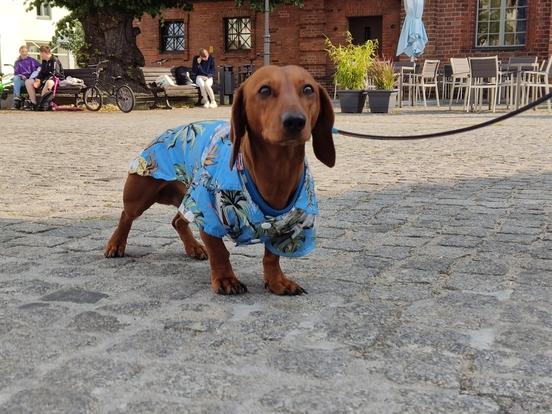 Hund Piet hat Stil: Zur Übergabe des Spendenschekcs ist er im Hawaiihemd gekommen.