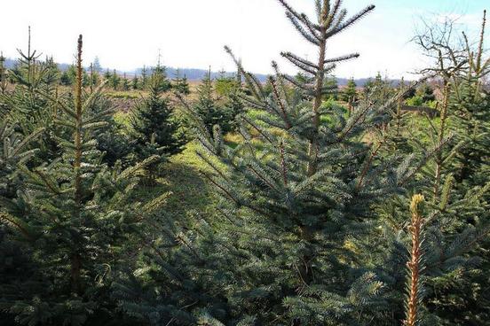 Weihnachtsbaum