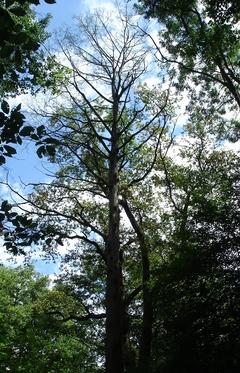 Naturdenkmal 26: Sumpfzypresse (Taxodium distichum) am Sandfurthgraben