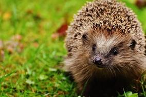 Ein Igel im Garten.