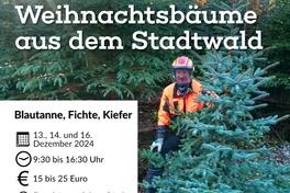 Weihnachtsbäume im Wald