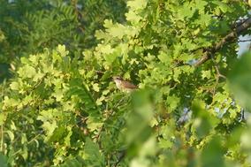 Ein Vogel im Baum
