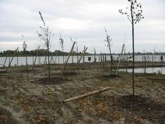 Junge Schwarzpappeln, Silberweiden und Flatterulmen werden gepflanzt.