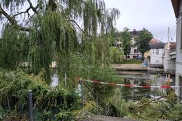 Baum mit abgebrochenen Ästen an der Jahrtausendbrücke