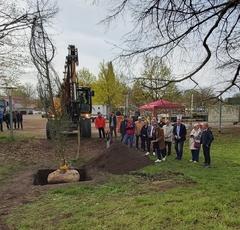 Beim eingraben der neuen Sumpfzypresse