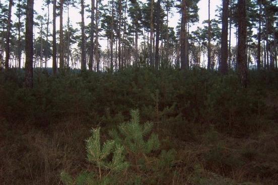 Weihnachtsbaum