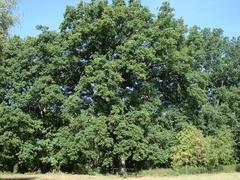 Naturdenkmal 7: Eiche nördlich vom Forsthaus Bohnenland (umgestürzt am 13.11.2015)