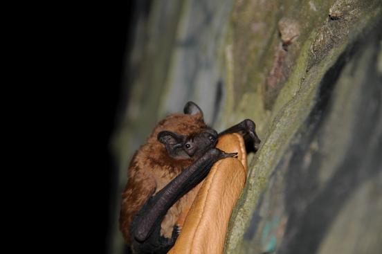 Nyctalus noctula – Großer Abendsegler aus der Familie der Glattnasen 
