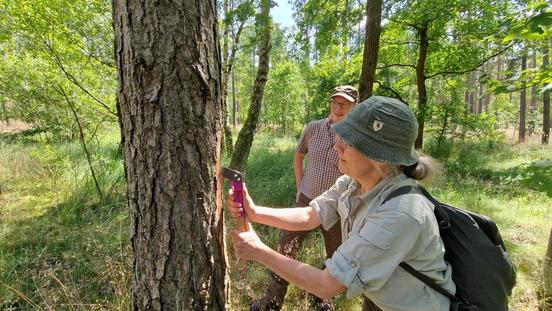 Waldschäden-Expertin Dr. Kati Hielscher und Stadtförster Thomas Meier wollen sehen, welche Schädlinge sind hinter der Rinde verbergen.