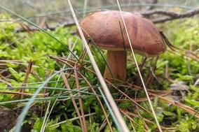 Marone auf der wiese