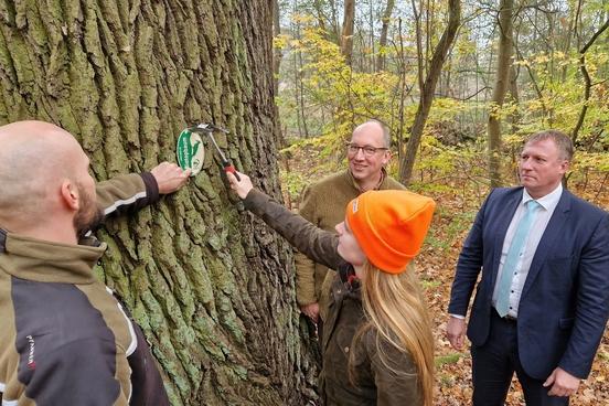 Eine mehr als 300 Jahre alte Eiche bekommt eine der 2.000 "Biotopbaum"-Plakette.