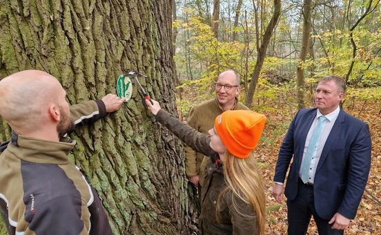 Eine mehr als 300 Jahre alte Eiche bekommt eine der 2.000 "Biotopbaum"-Plakette.