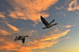 Wildgänse die fliegen