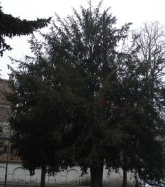 Naturdenkmal 2: Eibe (Taxus baccata) am Straßendreieck Domlinden/Hevellerstraße