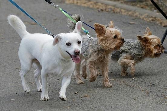 drei Hunde an der Leine