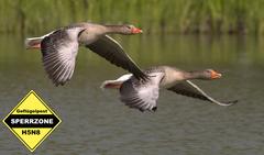 Wildgänse fliegen über ein Gewässer, im Bild befindet sich ein Warnschild, auf dem "Geflügelpest Sperrgebiet" steht