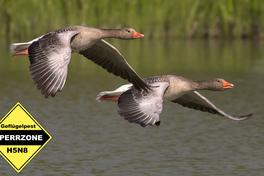 Wildgänse fliegen über ein Gewässer, im Bild befindet sich ein Warnschild, auf dem "Geflügelpest Sperrgebiet" steht